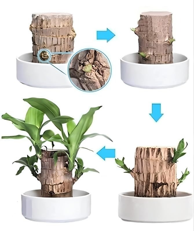 Brazillian Lucky Wood Only Wood