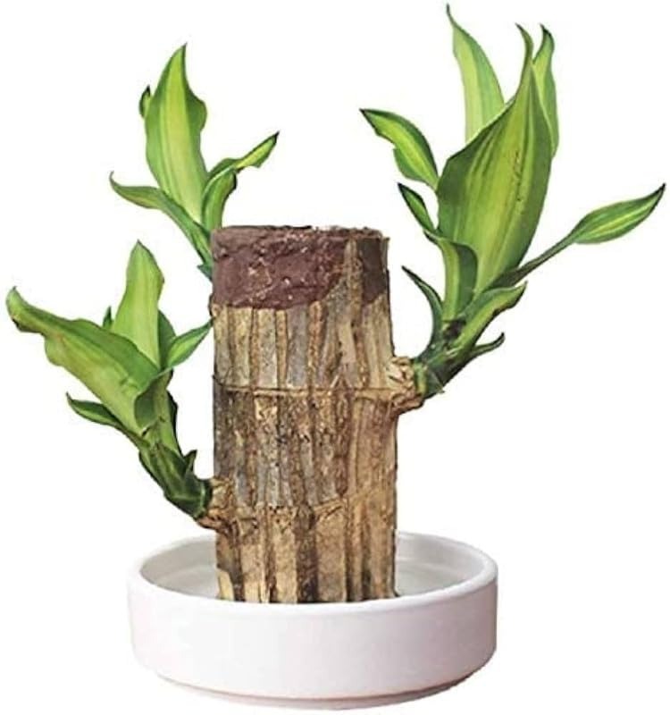 Brazillian Lucky Wood Only Wood